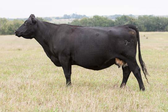 Her dam is still in production at 18 years of age. A.I. d to BAR N Powerful 52X ASA 2577113 on 6/25/15 P.E.