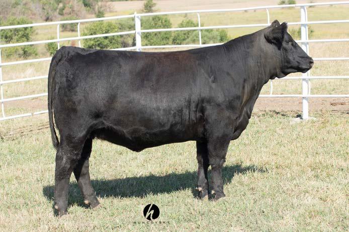 COMMERCIAL SPRING CALVING BD HEIFERS 204 478 Angus/Maine Angus AI d on 3/29/15 to GCC Gold Standard AAA 17001727