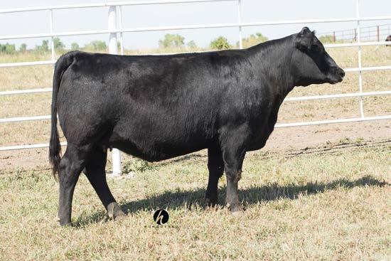 35363 Commercial Cow OCC Rear End x Homer Angus A.I.