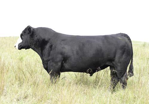 I.D. 307461 Commercial Cow 318 OCC Rear End x Prototype Angus A.I.  BC Trade Mark 9053 AAA 17561707 5/1/15-8/31/15 Coming In Hot - A.