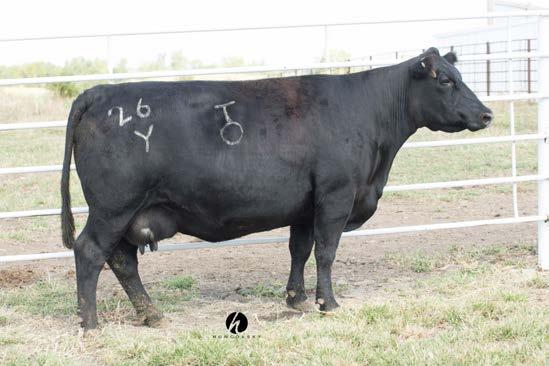26 24.93 64.02 Another sale feature. A very valuable Donor female for Davis at Rollin Rock. High selling bull in the Performance Breeders bull sale in 2010 was a 6107 son, going to Canada.