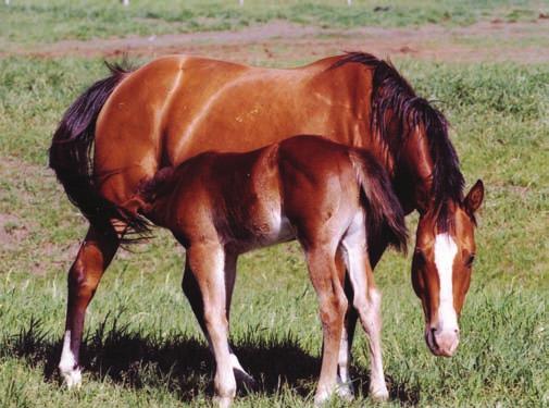 The Importance of Roughage Brood mares normally require good qualit y, long-stem roughage as part of the daily diet.