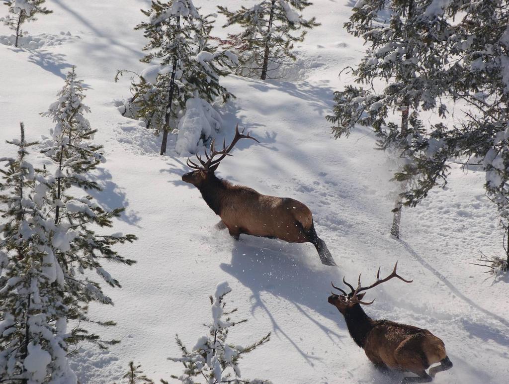 A Population Review for Elk in the Kootenay Region Tara Szkorupa