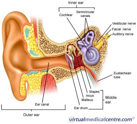 Hearing and the Ear Your ear is a complex system that consist of three main regions Outer ear Middle ear Inner ear The outer ear gathers and focuses