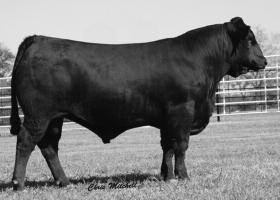PURECHO 100K YKCC MISS IRONSIDE 110NS LOJW IRONSIDES 3P YKCC 747 MISS 099FN BW WW YW CONSIGNED BY: ROLLING ACRES LIMOUSIN SELLS SALF IN CALF TO DVFC BLUE CHIP Black, polled, a product of the Dunford