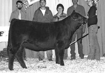 JSV Sahara DAM OF LOTS 1A, 1B, &2 Buyers Choice of Lots 1A or 1B The trio of February flush mates are a highlight to this year s Fall Preview Sale.