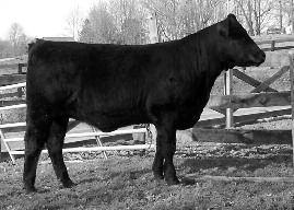 SHADOW BW 74 WW YW AI 7/6/09 TO SCHILLINGS TALLADEGA (SAFE) NICO Polled Chloe is a daughter of the popular LVLS Top Criteria, the son of COLE Wulf Hunt.