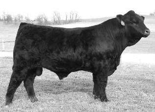 JLWM BLACK PABLO 7223T JLWM Black Pablo is the herd sire offered by JP s Lee Hill Farms. The son of KRVN Pablo 011P combines the blood of the GPFF Blaque Rulon line and the JCL Lodestar 27L Lineage.