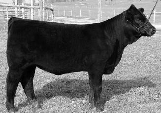 JLWM BELL PEPPER 8148U JLWM Bell Pepper 8148U is one of the greatest of all the GPF Blaque Rulon daughters to sell.