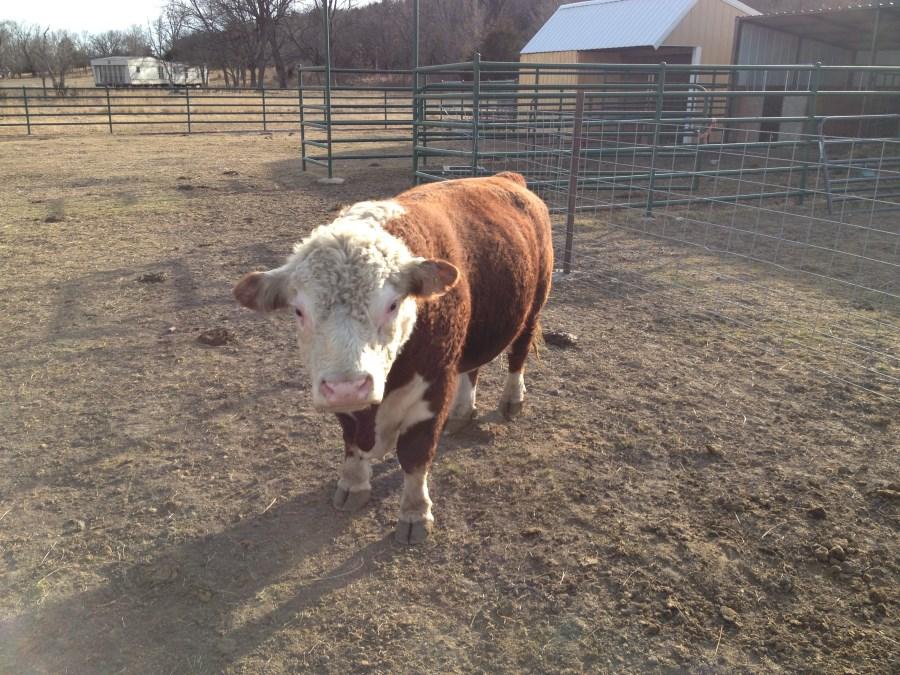 This rugged Ozark son has been the heard bull at Blair Farms fir the past 5 years. The dam of Frontier traces back many champion genetics within the Miniature Hereford world.