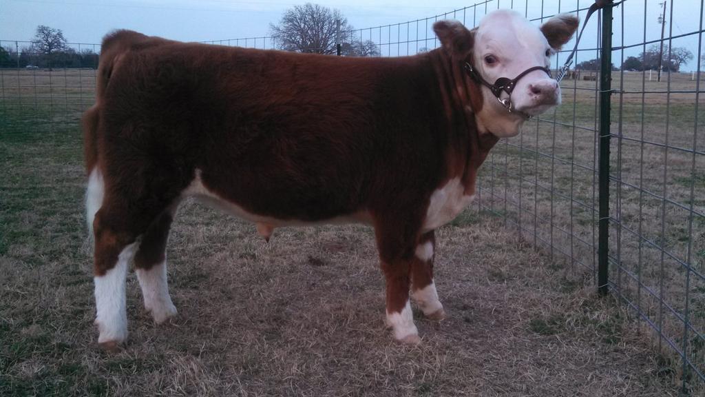 LOT 17 Englewood Ranch CR DUSTY BOTTOMS KAP TIC TAC TOE SIRE: KNF TEXAS RANGER KF MOLLY MAJESTY KNF CIBOLO DAM: KNF BITSY DEBBIE LYNN KNF BITSY MOO Bull Registration # 43436368 Birth Date: 6/23/2013