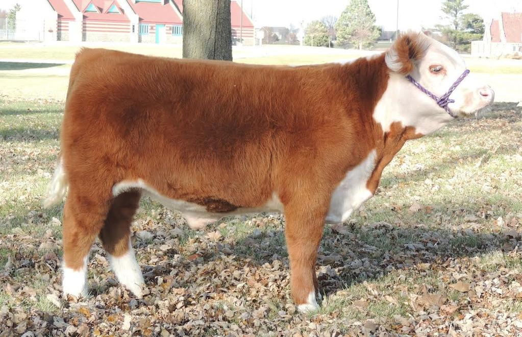 Rex s sire is KAP Inch of Fletcher and his pedigree goes back to Lil Kid Quip and Jazzy Arlou Et, one of KAP Ranch s great show cow s and KAP King Henry s Teddy ET on his bottom side.