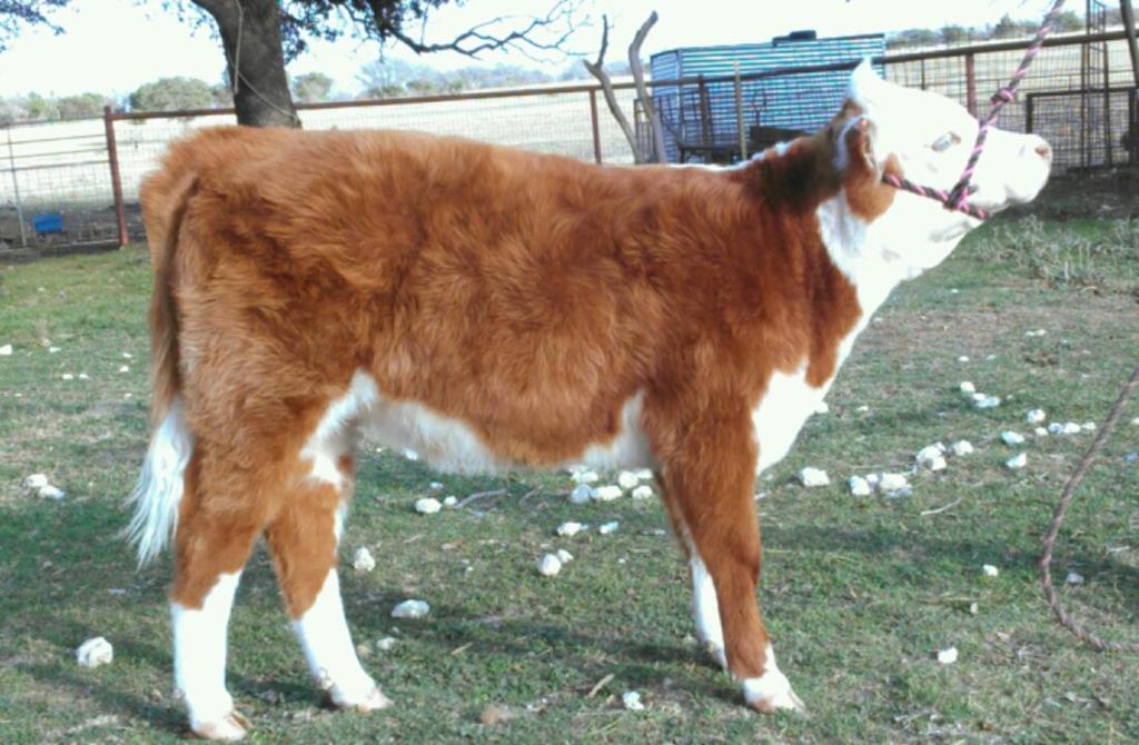 LOT 5 Horseshoe B Cattle HORSESHOE B MISS 157A 05 S SIR PATRICK SIRE: 05 S WOODROW 05 S MISS AMELIA 05 S LIL RODNEY DAM: 05 S MISS GEORGIA 05 S MO FERRAH Heifer Registration # 43439975 A true sale