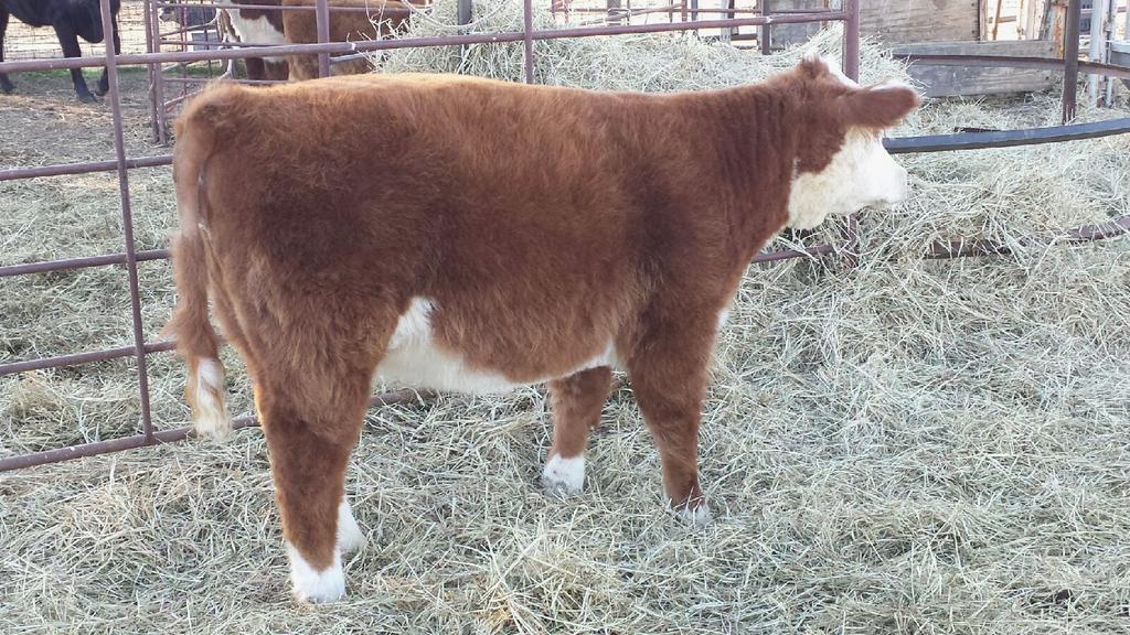 (Check out her son in Houston) 157A has the goods to be a big time breeding piece!