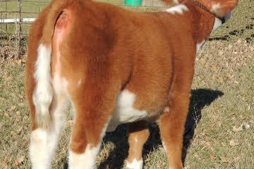 Polled girls can have it all. This girl has the width that is hard to find in the polled.
