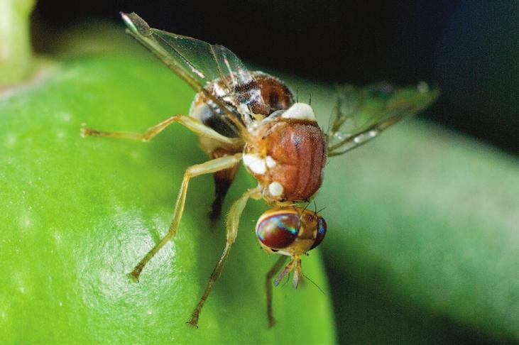 REVIEW ARTICLE High temperture ffets olive fruit fly popultions in Cliforni s Centrl Vlley y Mrshll W. Johnson, Xin-Geng Wng, Hnnh Ndel, Susn B. Opp, Kris Lynn- Ptterson, Judy Stewrt-Leslie nd Kent M.