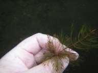 The depth of the hybrid/eurasian water-milfoil infestations in Keyes Lake run from two feet to ten feet. This makes snorkeling borderline effective in the deeper areas.