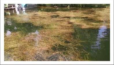 In 2016 it was reported to Florence County AIS staff that the efforts seem to be working, as the populations of Eurasian Water-milfoil were noticeably less in the 2016 season (Weber, personal