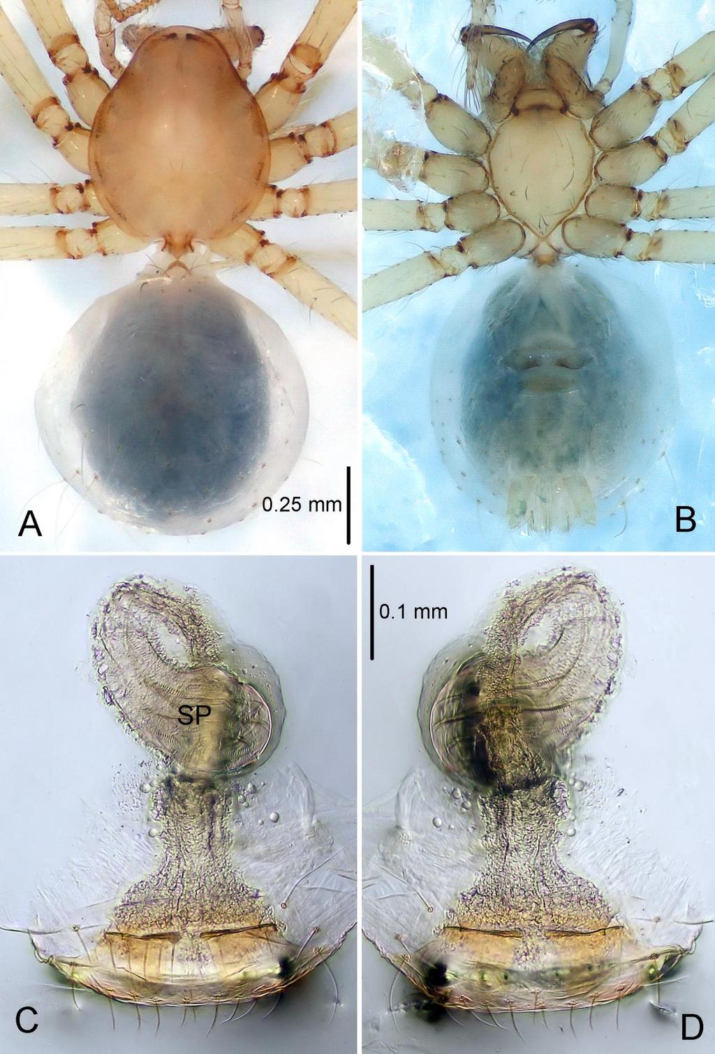 FOUR NEW SPECIES OF THE SPIDER GENUS PINELEMA FROM SOUTH CHINA FIGURE 10. Pinelema xiushuiensis sp. nov.