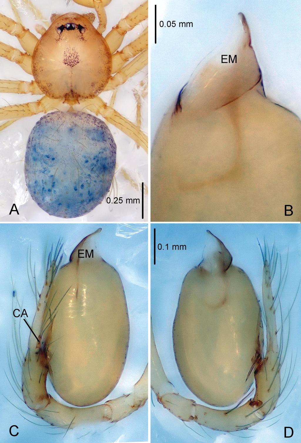FOUR NEW SPECIES OF THE SPIDER GENUS PINELEMA FROM SOUTH CHINA FIGURE 13. Pinelema yaosaensis sp. nov.