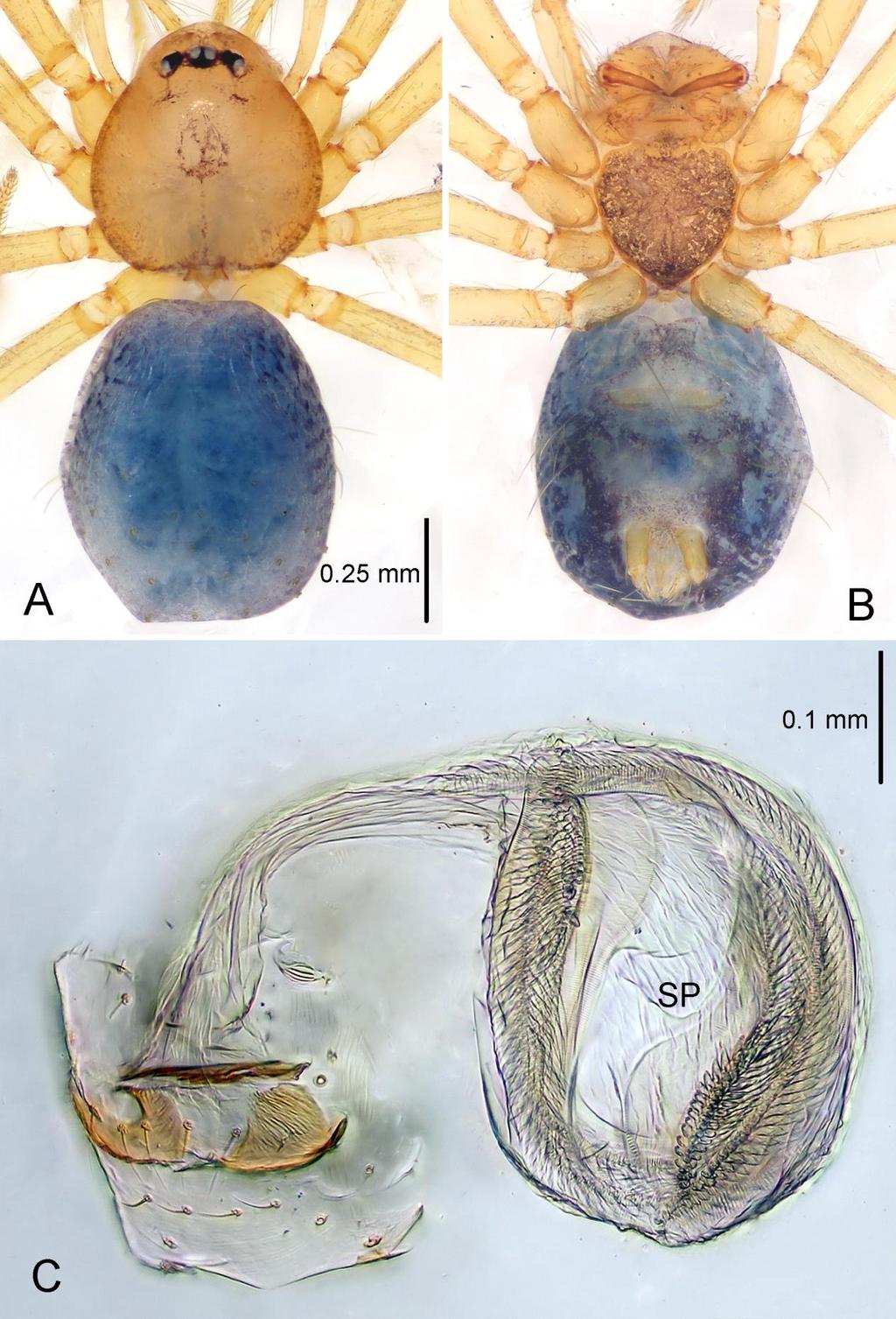 WANG & LI FIGURE 14. Pinelema yaosaensis sp. nov., female paratype. A.