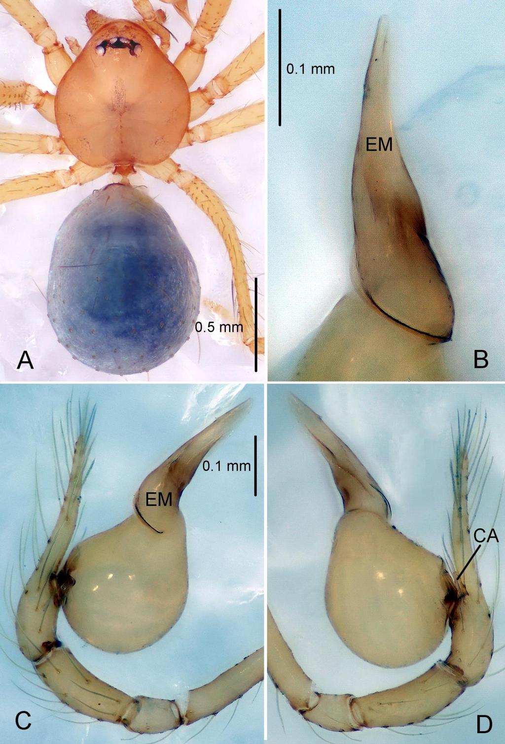FOUR NEW SPECIES OF THE SPIDER GENUS PINELEMA FROM SOUTH CHINA FIGURE 1. Pinelema curcici sp. nov., male holotype. A.