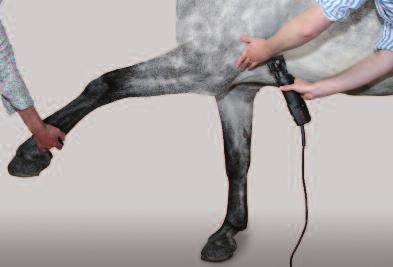 Step 5 However many times your horse has been clipped it is always advisable to familiarize him with the clippers before you start clipping and it is essential to do so with a young or nervous horse.