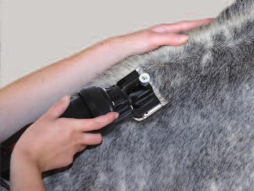 Once you are sure that your horse is settled approach him quietly from the shoulder and stroke the clippers along his coat without cutting any hair to get him used to the feel and vibration of the
