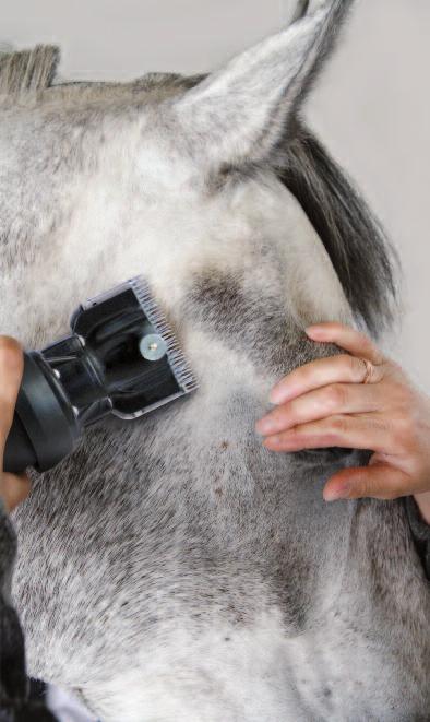 The most difficult part of a horse to clip is his head and consequently many people leave their horses head unclipped or only clip the lower half up to the bridle cheek piece line.