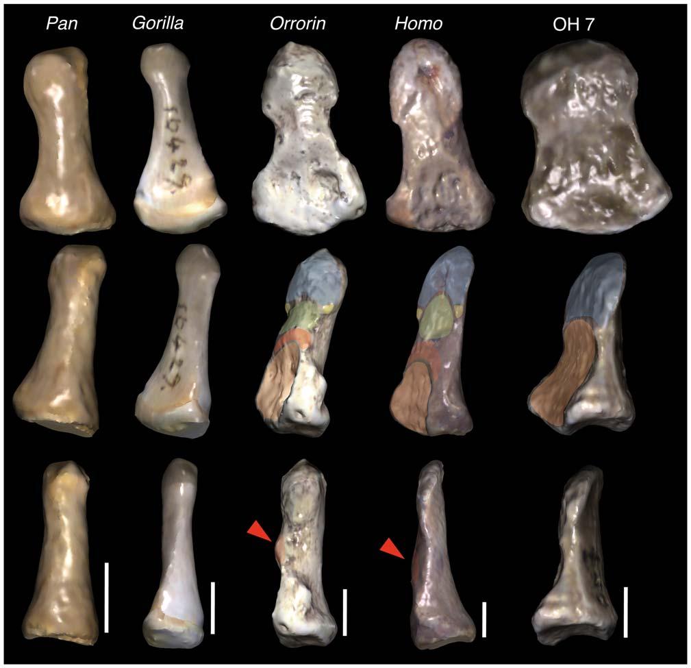 Figure 2. Morphological comparisons of pollical distal phalanges in African apes, extant humans and selected hominins.