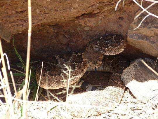 Western diamondback first located basking approximately 30 feet from