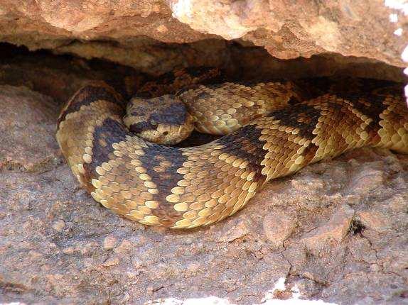 5. Black-tail rattlesnake sharing this crevice