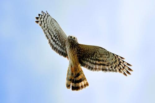 Hen Harriers: Your Essential Brief Q: How many hen harriers are there in the UK? A: There are 630 1 hen harrier pairs in the UK. Q: How many hen harriers are there in England?