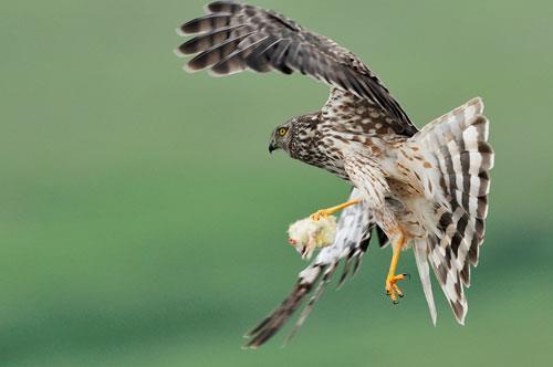 Hen Harrier Recovery Q: Is there a conflict between grouse and harriers, and where does that leave us?