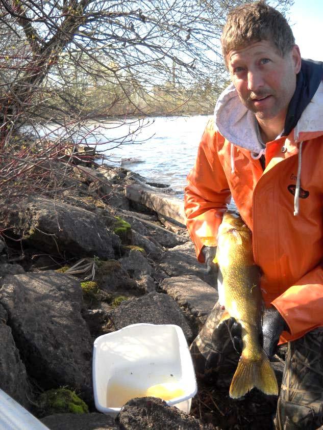 Conclusion Walleye and hybrid walleye can be successfully reared indoors utilizing captive broodstock, early advanced spawning, incubation, and rearing