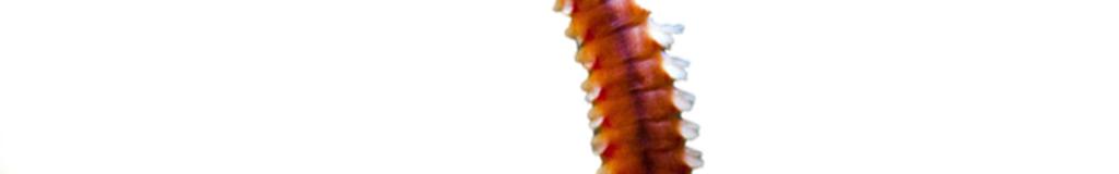 Figure 3 Fan worm and bristle worm (c) Phylum: ARTHROPODA (jointed limbs) The rock lobster and crab are related to the insects such as locusts, beetles and flies, which