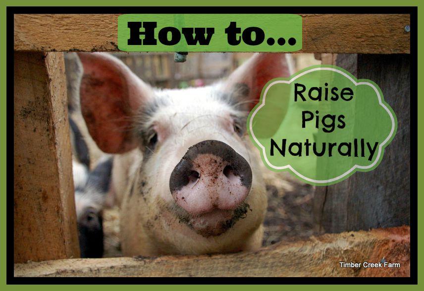 How to Raise Pigs Naturally on a Small Farm Before we started to raise pigs naturally, we discussed what that would mean on our farm.