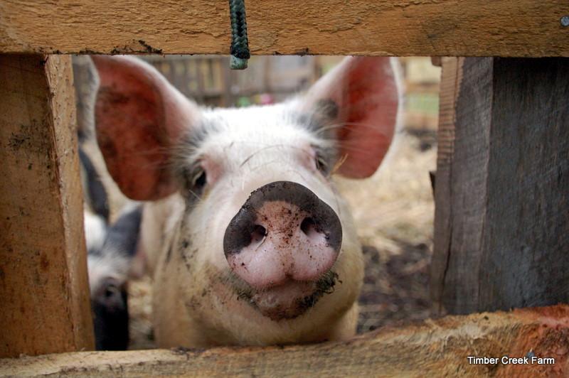 Looking for more information on raising fresh pork?