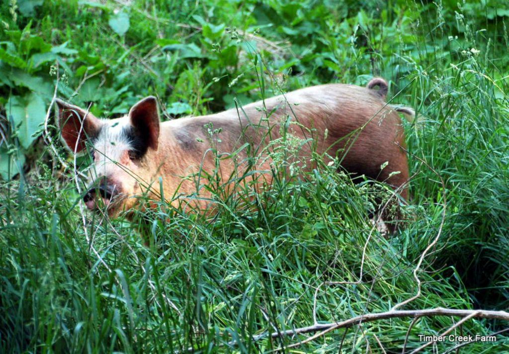 The sows had some time off after each litter, to gain some weight, rest and completely dry off.