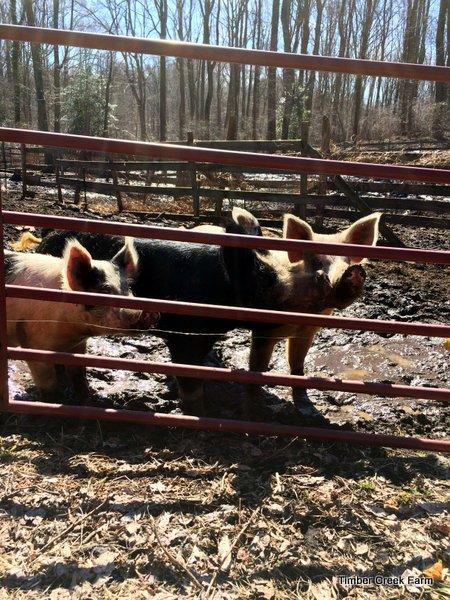 Wet, early spring weather leads to mud, no matter what you do. Learning to Raise Pigs Naturally We have learned a lot about how to raise pigs naturally on our farm.