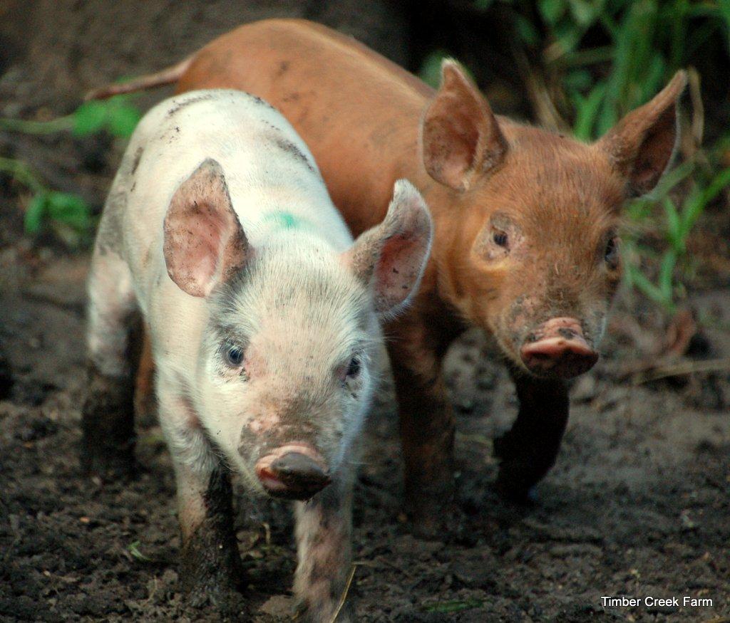 What Really Happens in the Pig Pen I think this is a good time to back up and explain some pig behavior.
