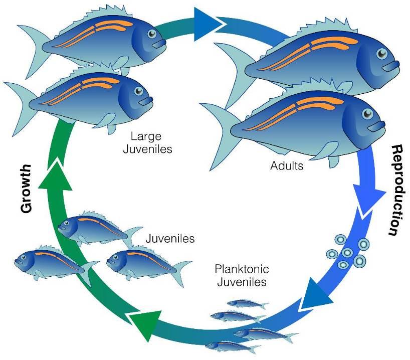 Fish Habitat Basics Fish differ in appearance, size, eating quality and fighting ability, however they do have one characteristic in common they all rely on habitat and what habitat they need may