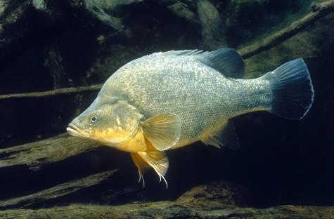 Migrating Many native fish respond to environmental cues that trigger spawning events such as rises in water level and flow velocity, changes in water temperature and salinity, day length and night