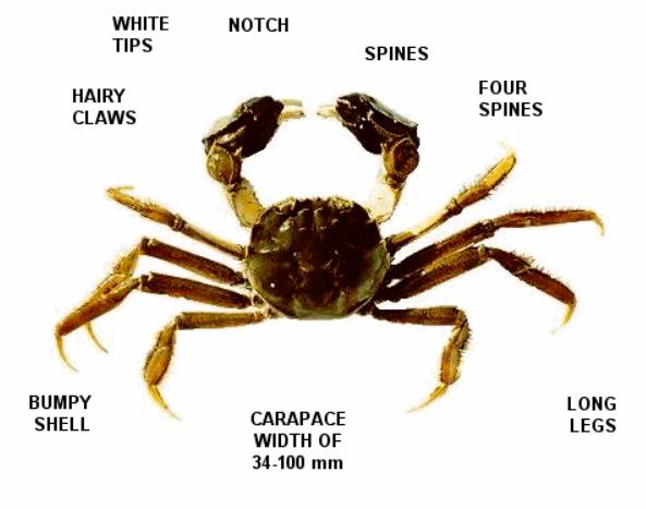 The adult Chinese mitten crab is easily identified by the hairy appearance