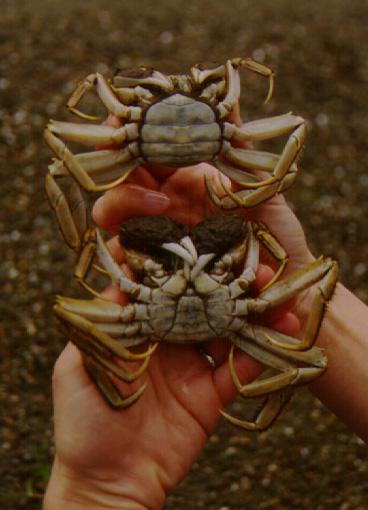 Chinese Mitten Crab - 3 Fig.