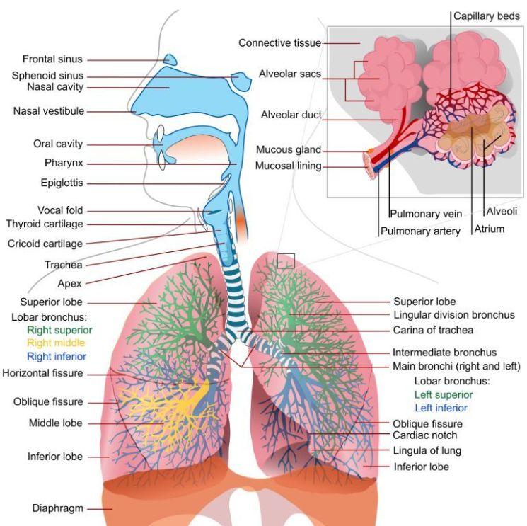 Figure 1.1: This diagram shows the important parts of the Respiratory System that are involved in oxygenating the blood.