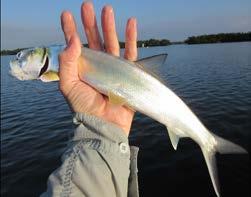 Jack Crevalle A quick cast to the outer edges of the school is