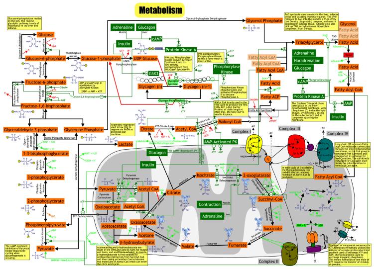 # - Profles & HMMs 9/28/7 Informaton flow n the cell? Modelng Metabolc Pathways? see MetNet http://metnet.vrac.astate.edu/metnet_overvew.