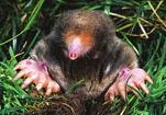 Despite dogged treatment for the elimination of moles by both the Association and individual homeowners, there has been only minimal control of the mole population.
