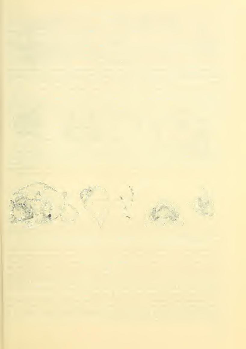 Poeciloneta pallida Kulczynski, 1908 Figs6-10 1908 Poeciloneta pallida. - Kulczynski, Mem. Acad. Sei. St.-Petersb. 18(17): 42, Figs ($).